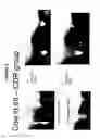 Fig. 06 - ANIMAL TREATMENT FORMULATION AND METHODS OF USE