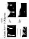 Fig. 07 - ANIMAL TREATMENT FORMULATION AND METHODS OF USE