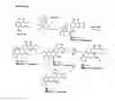 Fig. 08 - Benzo [C] phenanthridines as antimicrobial agents