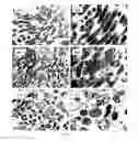 Fig. 06 - Flavonoid compounds and process for preparation thereof