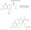Fig. 15 - PTERIN ANALOGS