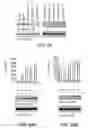 Fig. 17 - CATECHOLAMINE DERIVATIVES FOR OBESITY AND NEUROLOGICAL DISORDERS