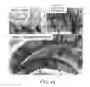 Fig. 22 - Pro-neurogenic compounds