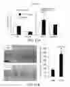 Fig. 32 - Pro-neurogenic compounds