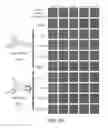 Fig. 40 - Pro-neurogenic compounds