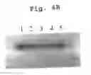Fig. 06 - Cellular genes regulated by HIV-1 infection and methods of use thereof