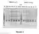 Fig. 06 - Antisense oligonucleotides for inducing exon skipping and methods of use thereof