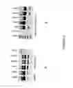Fig. 09 - Antisense oligonucleotides for inducing exon skipping and methods of use thereof