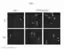 Fig. 02 - METHOD FOR PREVENTING DAMAGE TO NUCLEAR MEMBRANE OF SKIN CELL BY ADMINISTERING AMENTOFLAVONE