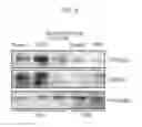 Fig. 03 - METHOD FOR PREVENTING DAMAGE TO NUCLEAR MEMBRANE OF SKIN CELL BY ADMINISTERING AMENTOFLAVONE
