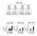 Fig. 05 - CELLS FOR INCREASED PROTEIN EXPRESSION COMPRISING ONE OR MORE RELEASE FACTORS AND METHODS OF USE
