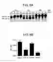 Fig. 08 - CELLS FOR INCREASED PROTEIN EXPRESSION COMPRISING ONE OR MORE RELEASE FACTORS AND METHODS OF USE