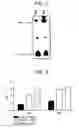 Fig. 09 - CELLS FOR INCREASED PROTEIN EXPRESSION COMPRISING ONE OR MORE RELEASE FACTORS AND METHODS OF USE
