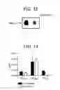 Fig. 12 - CELLS FOR INCREASED PROTEIN EXPRESSION COMPRISING ONE OR MORE RELEASE FACTORS AND METHODS OF USE
