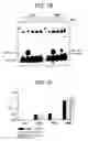 Fig. 14 - CELLS FOR INCREASED PROTEIN EXPRESSION COMPRISING ONE OR MORE RELEASE FACTORS AND METHODS OF USE