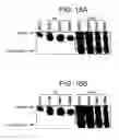 Fig. 16 - CELLS FOR INCREASED PROTEIN EXPRESSION COMPRISING ONE OR MORE RELEASE FACTORS AND METHODS OF USE