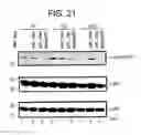 Fig. 19 - CELLS FOR INCREASED PROTEIN EXPRESSION COMPRISING ONE OR MORE RELEASE FACTORS AND METHODS OF USE