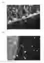 Fig. 02 - COLLAGEN IMPLANT