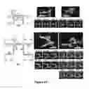 Fig. 35 - Biomolecular self-assembly