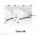Fig. 48 - Biomolecular self-assembly