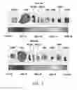 Fig. 06 - FOLATE TARGETING OF NUCLEOTIDES