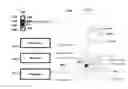 Fig. 01 - APPARATUS, SYSTEMS, METHODS AND COMPUTER-ACCESSIBLE MEDIUM FOR ANALYZING INFORMATION REGARDING CARDIOVASCULAR DISEASES AND FUNCTIONS