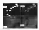 Fig. 35 - Chemically-selective, label free, microendoscopic system based on coherent anti-stokes raman scattering and microelectromechanical fiber optic probe