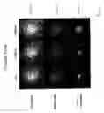 Fig. 07 - Methods for tissue analysis