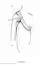 Fig. 08 - SHOULDER STABILISING DEVICE