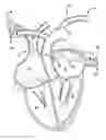 Fig. 01 - Method for increasing blood flow in or about a cardiac or other vascular or prosthetic structure to prevent thrombosis