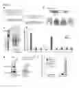 Fig. 02 - Compositions and methods for induced brown fat differentiation