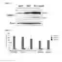 Fig. 08 - Compositions and methods for induced brown fat differentiation