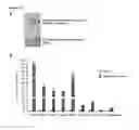 Fig. 14 - Compositions and methods for induced brown fat differentiation