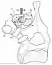 Fig. 01 - Vertebral fixing system
