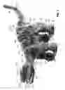 Fig. 02 - Autonomous robotic life form