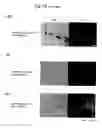 Fig. 45 - METHODS FOR PREVENTING OR INHIBITING MICROBIAL INFECTION OF PLANTS AND PLANT EXHIBITING RESISTANCE TO MICROBIAL INFECTION