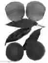 Fig. 02 - Peach Tree Named 'Zee Pride'