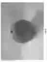 Fig. 26 - Shroud for a dispenser