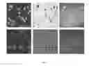 Fig. 08 - Photo-switchable membrane and method