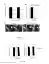 Fig. 02 - Cell and therapeutical and diagnostical methods based thereon