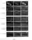 Fig. 04 - Cell and therapeutical and diagnostical methods based thereon