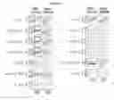 Fig. 07 - Frizzled-binding agents and their use in screening for WNT inhibitors