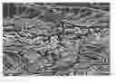Fig. 01 - Artificial leather, entangled web of filaments, and process for producing these