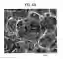 Fig. 06 - CELLULAR STRUCTURES AND VISCOELASTIC POLYURETHANE FOAMS