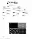 Fig. 02 - Highly ordered arrays of nanoholes in metallic films and methods for producing the same