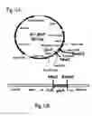 Fig. 11 - Systems and method for bio-electricity production