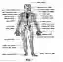 Fig. 02 - Biological model for training and production method of biological model for training