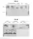 Fig. 08 - COMPOSITIONS FOR IMPROVING GENE AMPLIFICATION