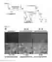 Fig. 02 - Compositions and methods for labeling and imaging phospholipids