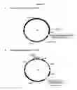 Fig. 43 - SOMATIC HYPERMUTATION SYSTEMS